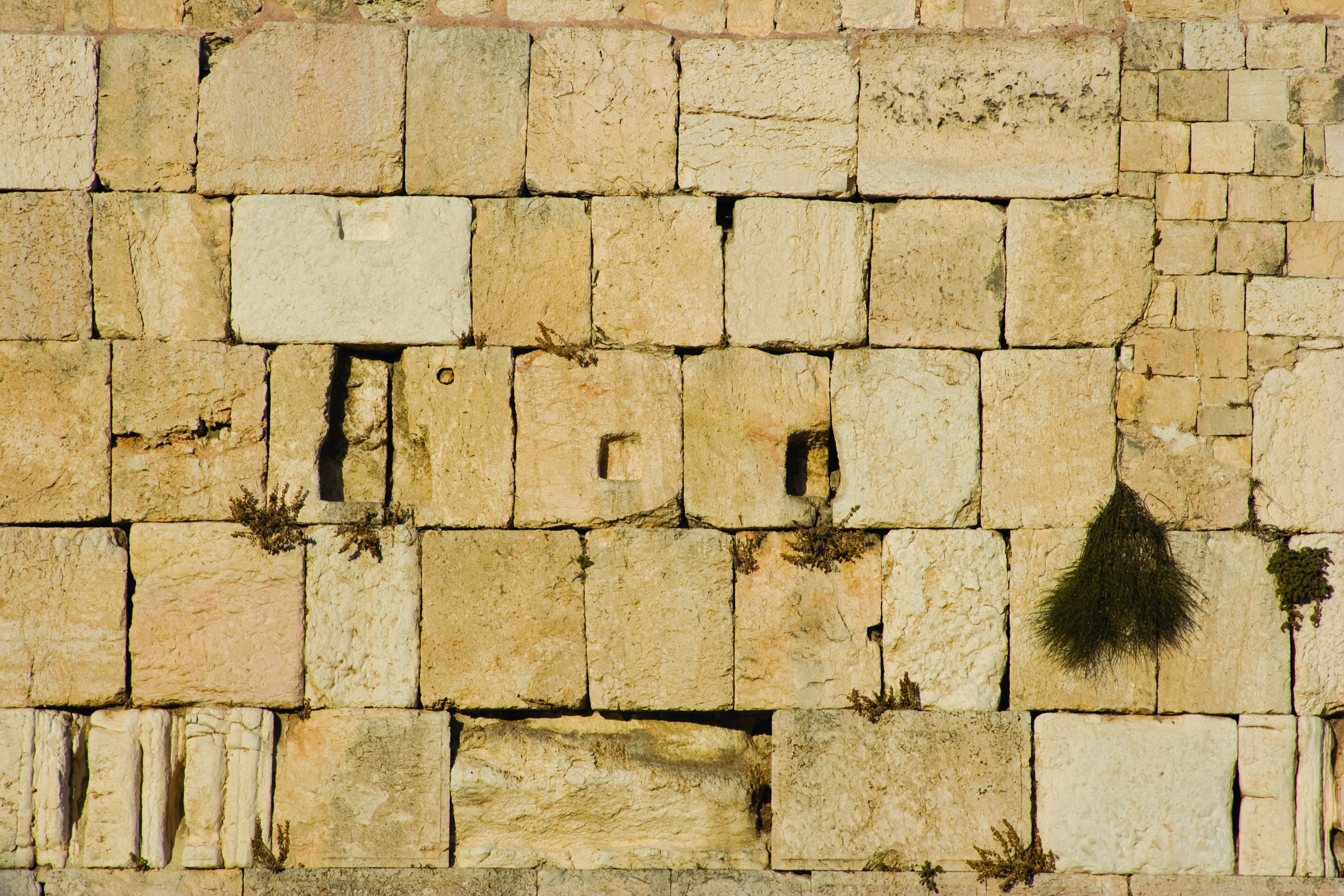 tishah wall